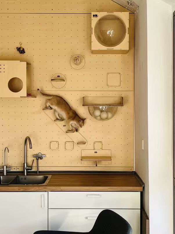 适我并适它，人宠共居的理想家，到底什么样？